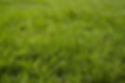 Image by Bradley Brister