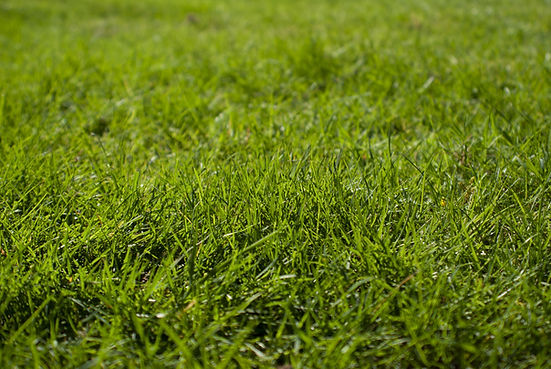 Green grass