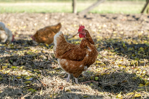 poulet chair, fermier, roux, cou nu