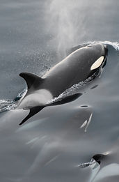 Image by Nitesh Jain