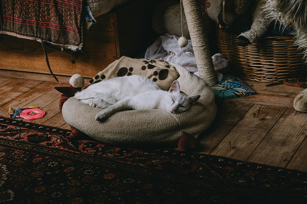 Evde yaşayan kedilerin kuduz ve kedi lösemisi aşılarına ihtiyacı var mı?
