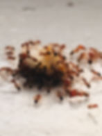 Fun facts about Ants