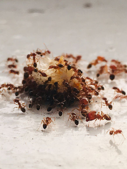 Ants eating food