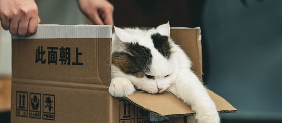 Curiosity Killed The Cat
