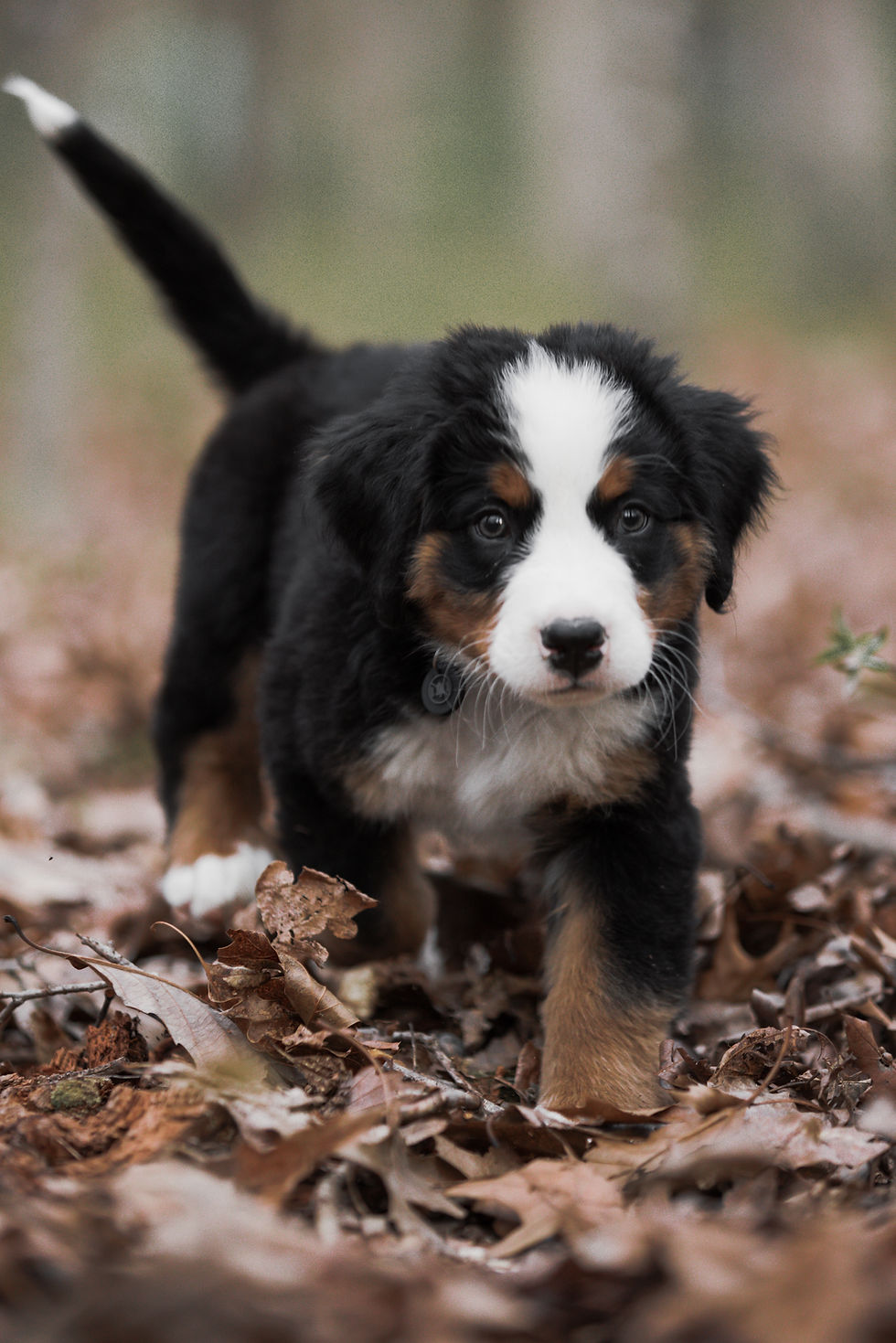 Tips voor de vachtverzorging van je Berner Sennenhond