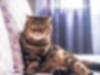 Scottish Fold