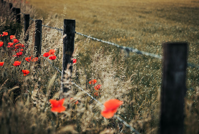 Image by Tom Swinnen