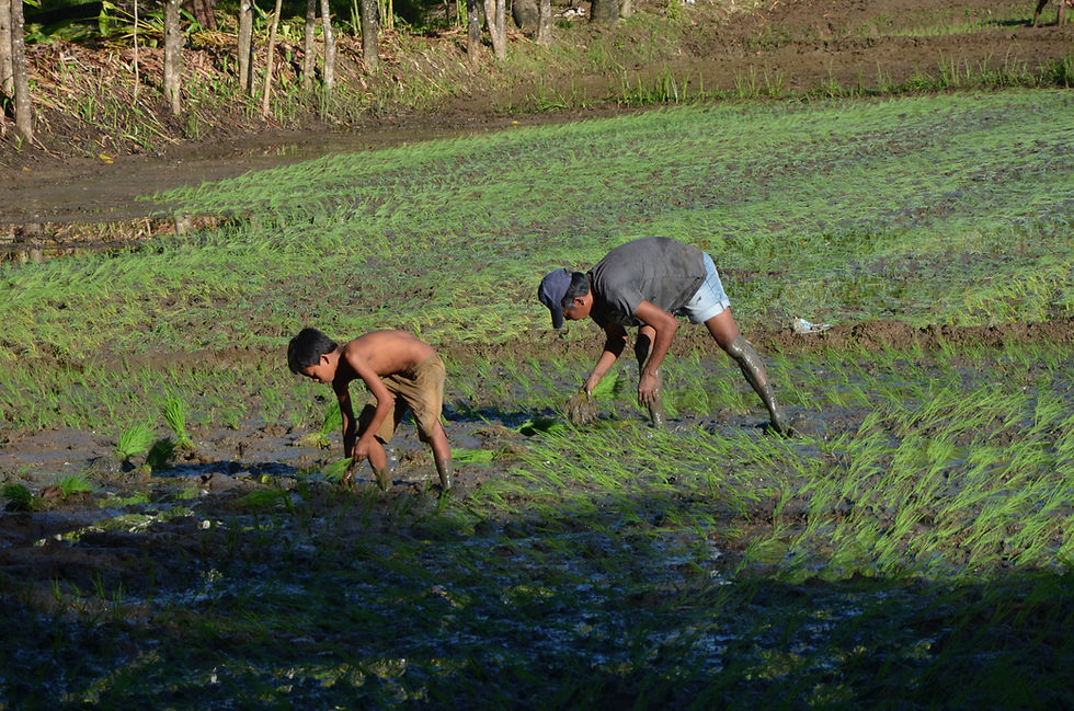 UN pledges multi-level support to PH amid Strong El Niño threat