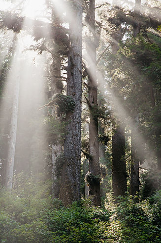 Image by Elijah Hiett