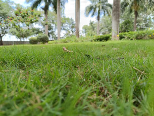 Common Spring Yard Mistakes Homeowners Make in Monmouth County, NJ