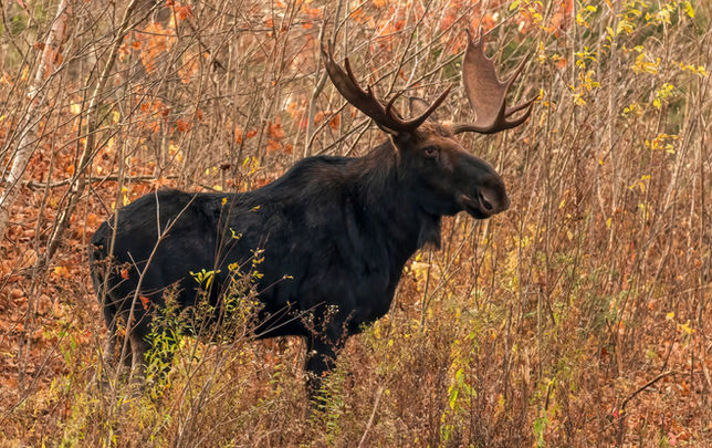 Becoming a Bull Moose
