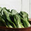 Thumbnail: Vegetables A-L  / 1 each