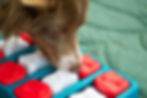 Dog sniffing a blue puzzle toy with red and white compartments. The dog appears focused, with a green blanket in the background.