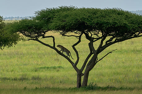 9 days private safari