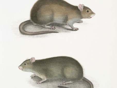 Muizen in huis? Dit is wat je (niet) moet doen voor een muisvrij resultaat