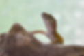 exotic reptile pet sitter