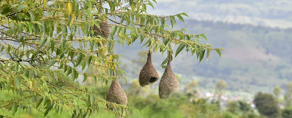 Image by Rohan Solankurkar