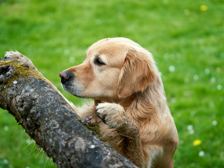 How to Actually Remove Pet Odor from Rugs – Expert Rug Cleaning Boulder's Proven Method