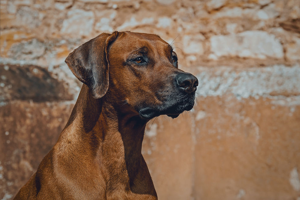 Omgaan met agressie Rhodesian Ridgeback