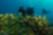 Two scuba divers in Fernando de Noronha pose underwater behind a huge yellow school of fish