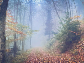 The Fear Behind the Freeze: Why We Stay Silent at Work, at Home, and in Ourselves