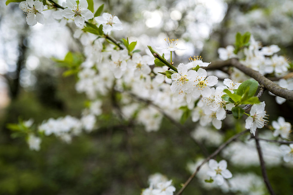 Beltane Gathering - Enchanted Gatherings