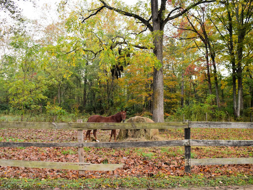 Tragödie auf der Weide: Trächtige Stute stirbt nach dramatischem Unfall