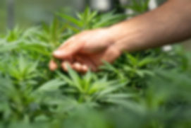 Image by CRYSTALWEED cannabis