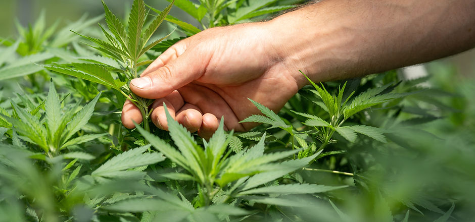 Image by CRYSTALWEED cannabis