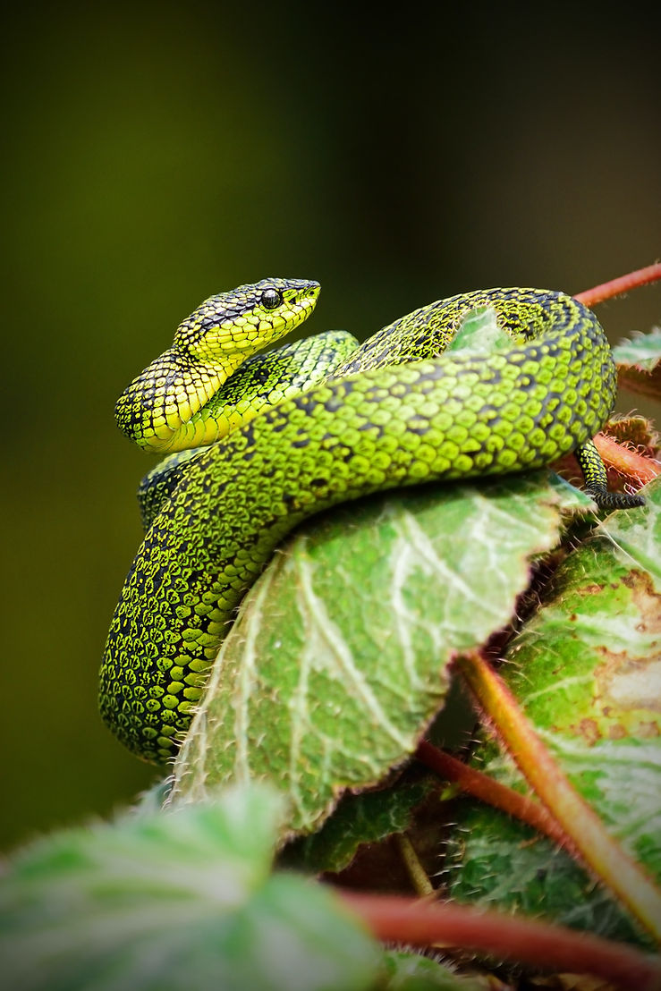 Image by Alfonso Castro