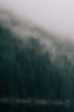 Forest in the mist