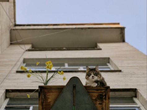 Le chat parachutiste - chatastrophe.com