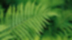 A close-up view of a vibrant green fern leaf, showcasing its intricate pattern and delicate fronds against a lush, blurred background.
