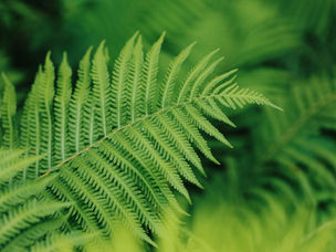 New Skilled Worker Genuineness Requirement