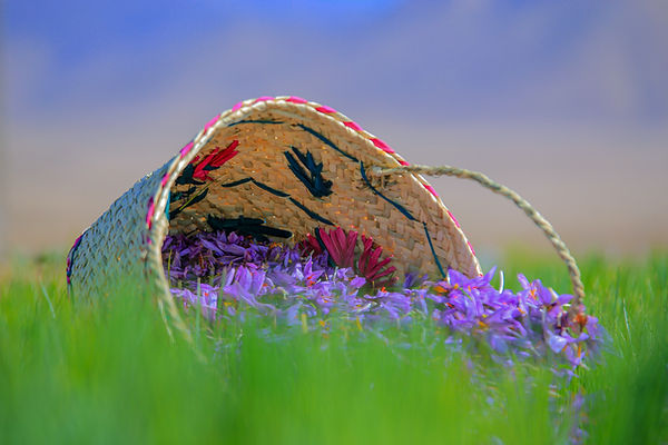 Image by Benyamin Bohlouli