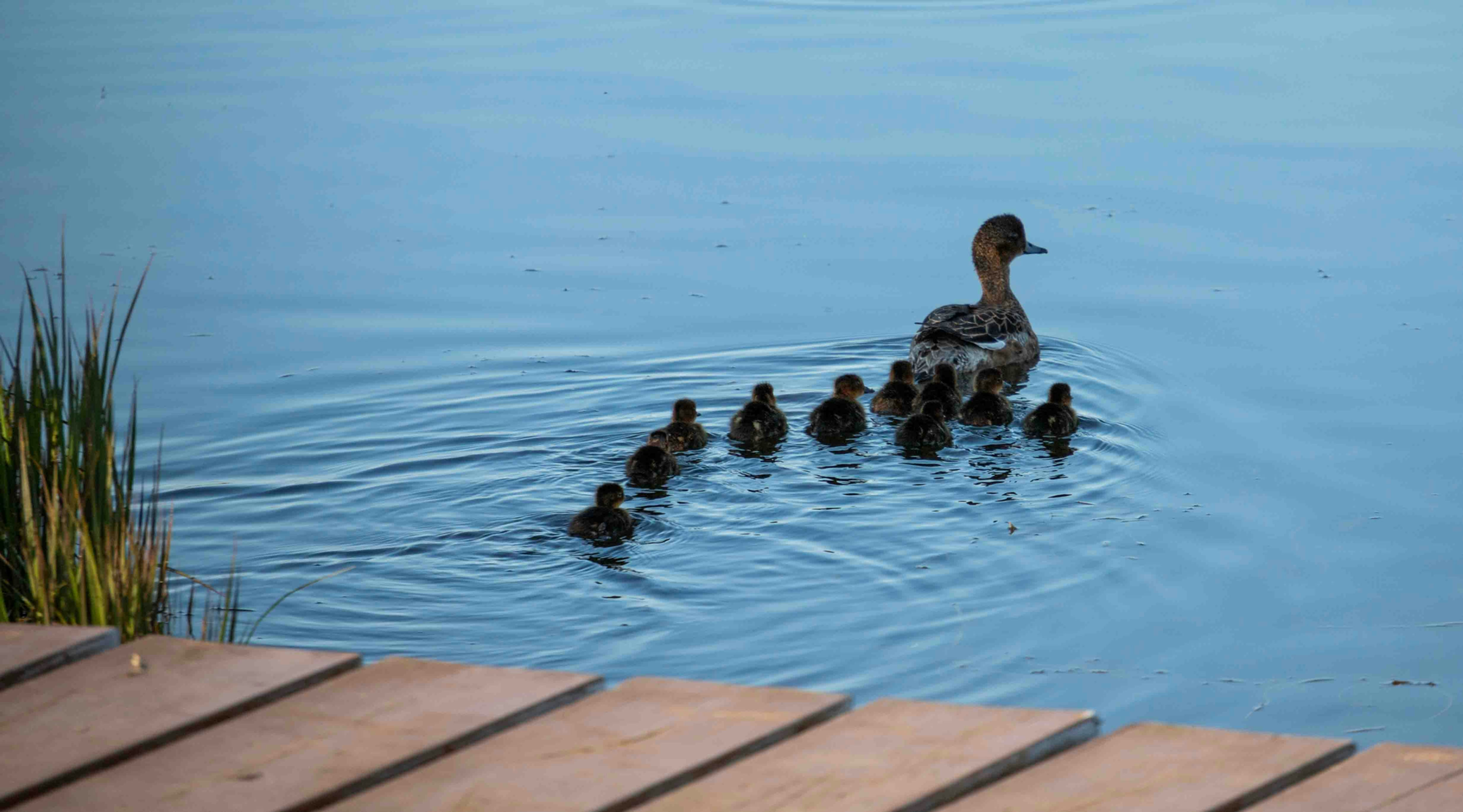mama kaczka i stado kacząt na tafli jeziora obok pomostu