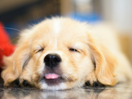 300 Unique Dog Names Everyone Will Be Obsessed With in 2026