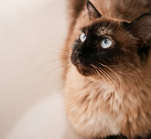 siamese cat