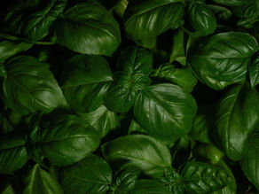 🌱Une plante ayurvédique : le basilic sacré ou Tulsi 🌱