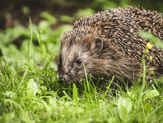 Hedgehog Safety Test Developed For Robotic Lawnmowers