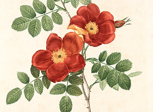 Image by The New York Public Library