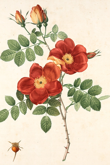 Image by The New York Public Library