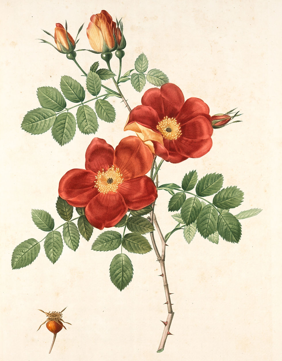 red rose