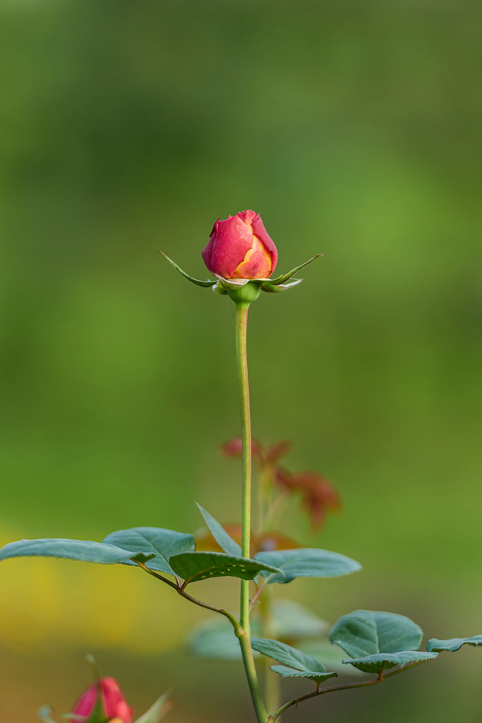 A rose by any other name