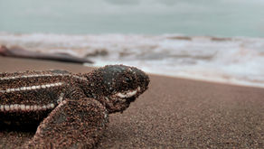 The unheard cries of the Archipelago: Denizens of the Little Andaman under threat.