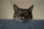 Tekir Kedi