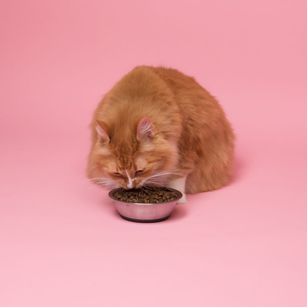 cat eating new food needs slow transition to avoid stomach problems