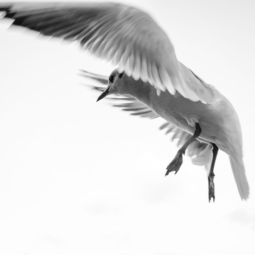 Image by Ian Taylor