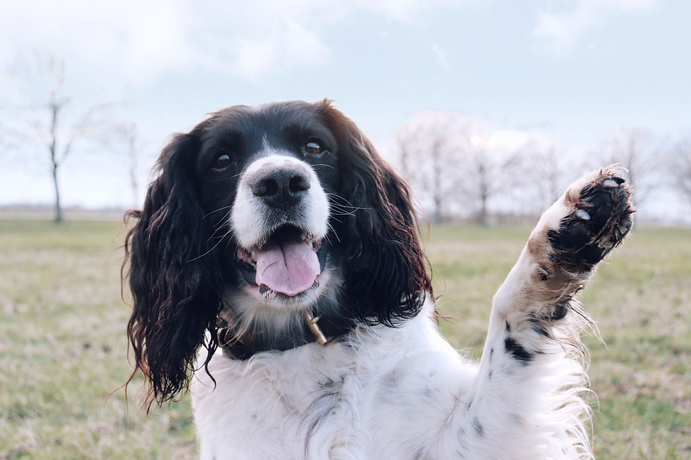 Happy black and white dog raises paw in a grassy field showing off paw with yeast infection. Sky is clear with distant trees, creating a joyful, playful mood.