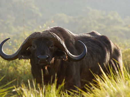 Kriek Wildlife Group - Full Wildlife Service